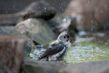 Tufted Titmouse in the water bathing