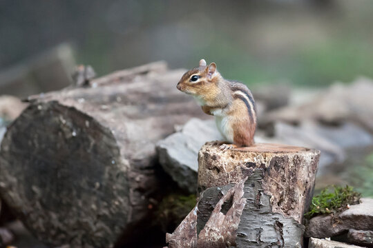 Chipmunk rady and alert
