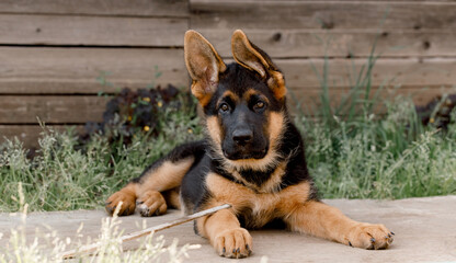 A purebred German Shepherd puppy lies on the sidewalk against a wooden wall. ears to the side.looking into the camera