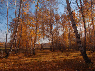 Autumn forest on a sunny day in Omsk region, Russia