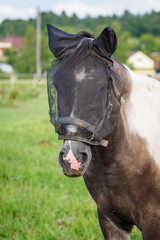 Horse with a head protection against flies.