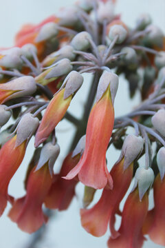 Flowering of the succulent plant Kalanchoe Daigremontiana, of the crassulaceae family, popularly known as M&atilde;e-de-Mil, M&atilde;e-de-Milhares, Aranto, Kalanchoe, Maternity Plant.