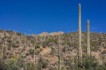 View of long  Saguaro Cactus on a sunny day with wispy clouds in Mt Lemmon, Tucson Arizona, USA