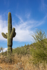 View of long  Saguaro Cactus on a sunny day with wispy clouds in Mt Lemmon, Tucson Arizona, USA