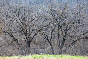 Obraz premium Bare trees and green grass . Spring forest scenery 