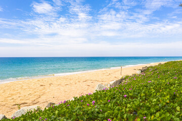 purple flower of morning glory beside the white sand beach..scenery white cloud in blue sky green sea in Andaman sea..travel of nature and technology concept