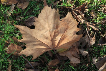 落ち葉