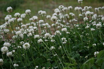 クローバー（シロツメクサ）