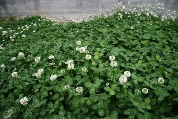 クローバー（シロツメクサ）