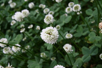 クローバー（シロツメクサ）