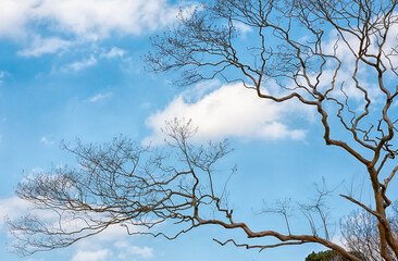 Leafless tree