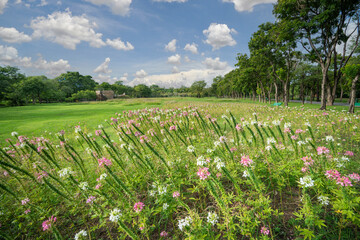 Beautiful pink blossoms flower and blue sky in public park with green grass field.