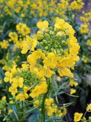 菜の花　Brassica napus