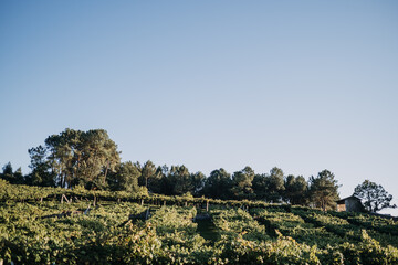 Beautiful view of a vineyard