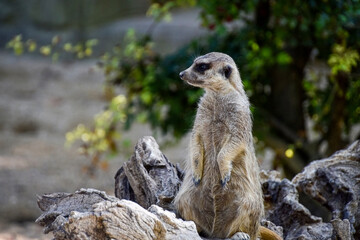 Meerkat animal , wildlife zoo portrait
