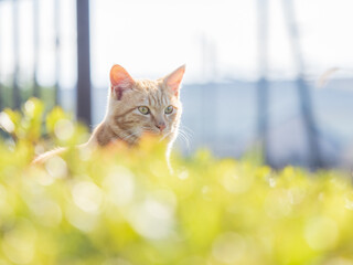 野良猫