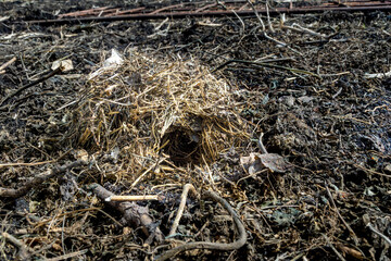 a mouse nest of dry grass in the middle of an agricultural field, selective focus