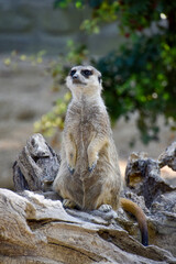 Fototapeta premium Meerkat animal , wildlife zoo portrait