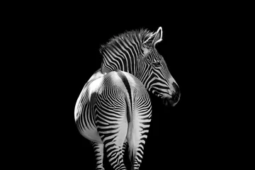 Zelfklevend Fotobehang Zebra Zebra wildlife dier, zoogdier afrikaanse geïsoleerd