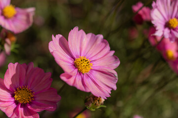 Obraz premium コスモス