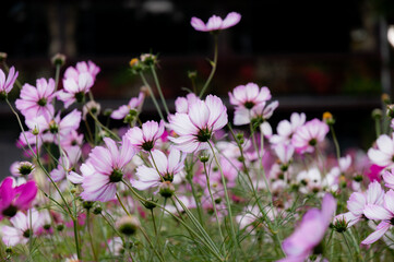 Obraz premium コスモス