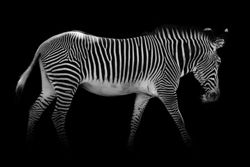 Fototapeta na wymiar Zebra wildlife animal , mammal african isolated