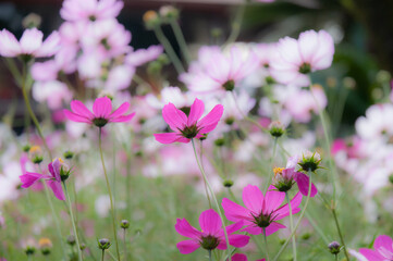 コスモス