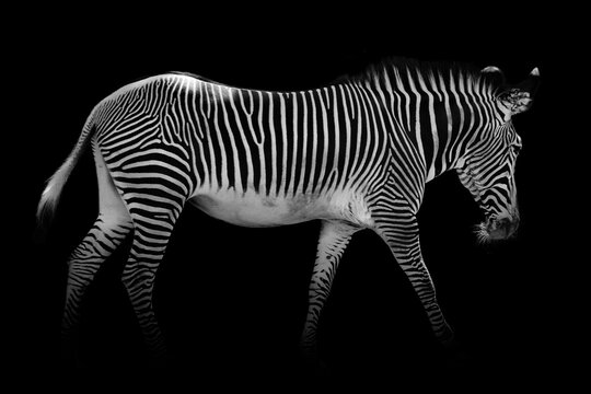 Zebra wildlife animal , mammal african isolated