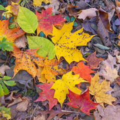 BEREA FALLS SCENIC OVERLOOK