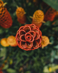 Closeup of zingiber spectabile plant in a garden