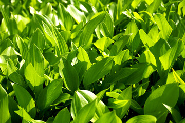 초록이 풍성한 한여름의 식물들입니다.