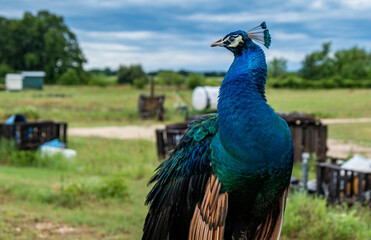 Closeup shot of a beautiful peacock on the farm