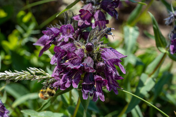 Pollen Dusts Purple Flowers As Bee Pollinates