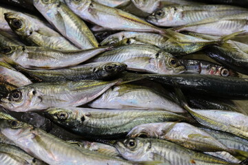 水揚げされたアジ