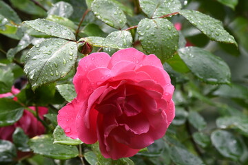 Fototapeta Czerwona róża w deszczu obraz