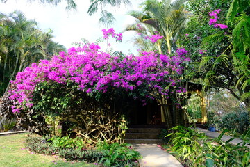 Costa Rica Rincon de la Vieja National Park - Purple Bougainvillea flowers