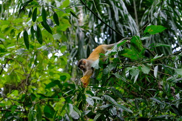 Costa Rica Manuel Antonio Nationalpark - Central American squirrel monkey - Saimiri oerstedii