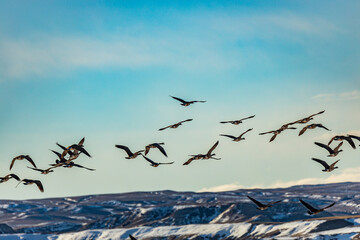 birds in flight