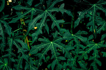Green leaves pattern background, Natural