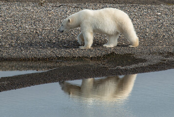 polar bear on ice