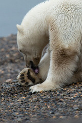 Obraz premium polar bear cub