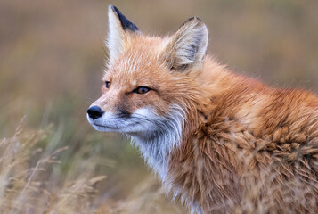 Naklejka na ściany i meble Red Fox in grass