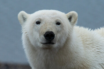 Polar Bear face