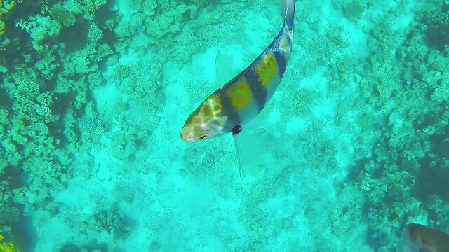 Large bright fish frolic in the sea water next to a coral reef.
