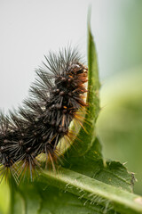 Macro photography of a white Dietes flower with a purple center.