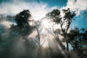 sunrise in the forest