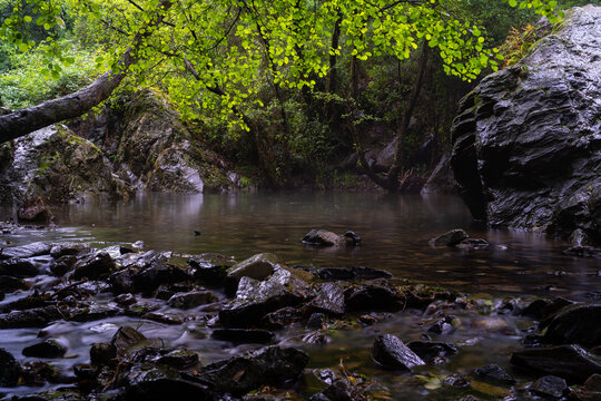 Pond in the forest of Canoves I Samalus", Catalonia