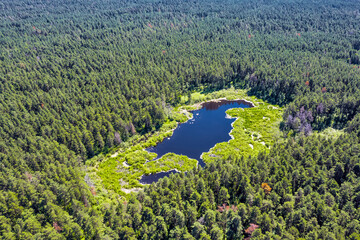 A forest lake in a pine forest. Berdsk, Russia