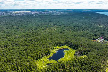 A forest lake in a pine forest. Berdsk, Russia