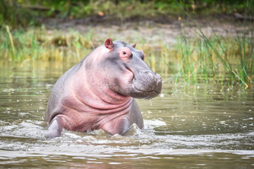 Common hippopotamus (hippopotamus amphibius) in the water